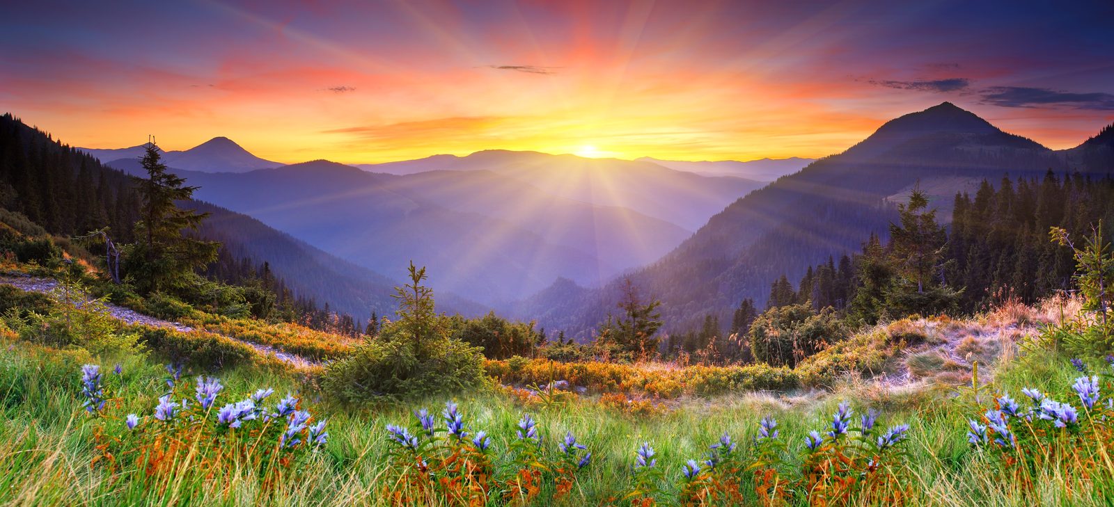 Wildflower alpine meadow lit by evening sun, mountains in the distance